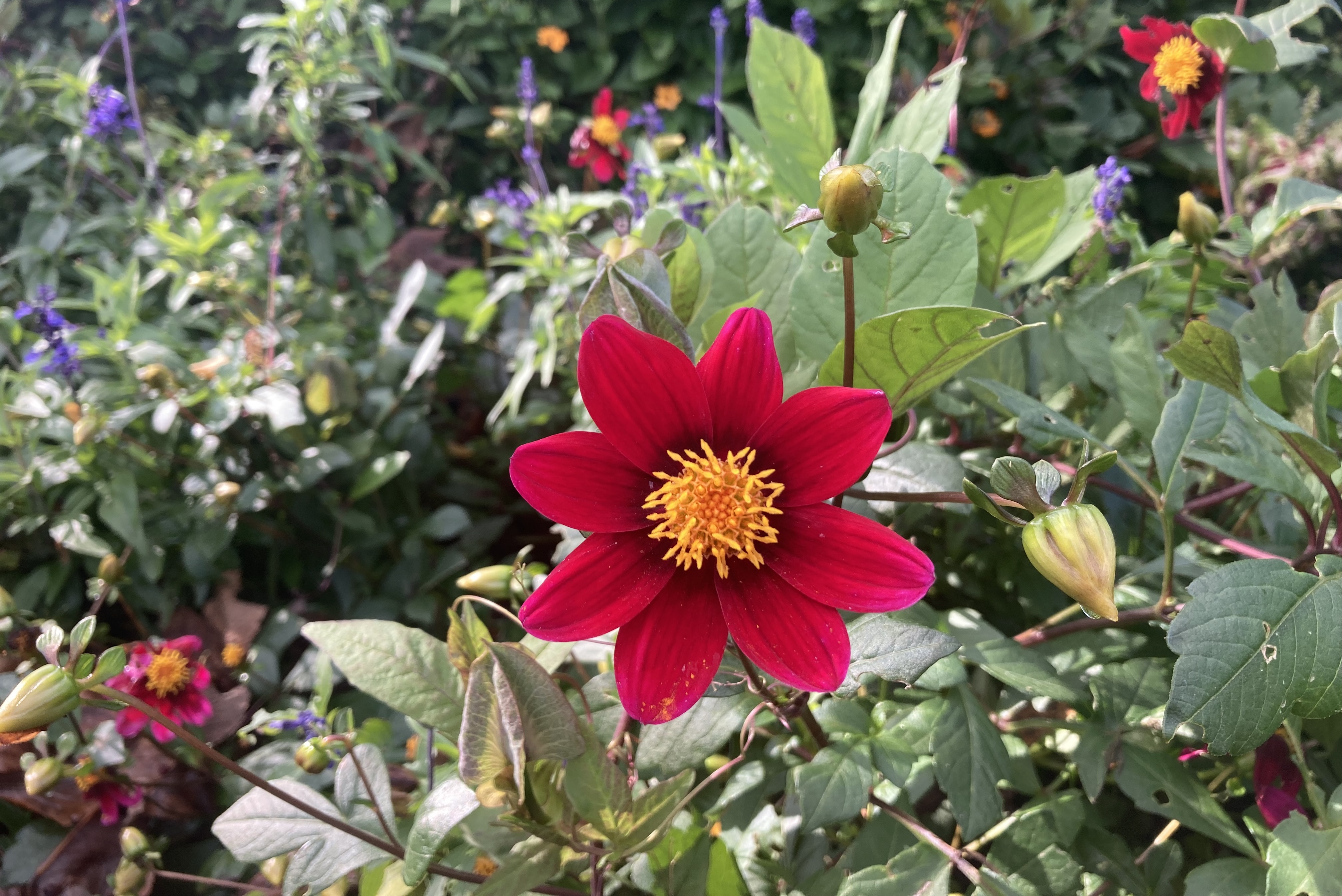 Sommerblume rot